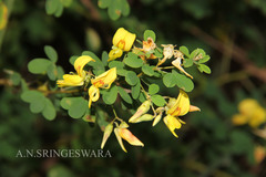Crotalaria stipitata